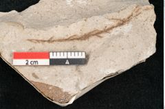 Foto (Detailansicht) von Muscites savinensis Ettingshausen 1885 (NHMW-GEO-2024-0188-6744)